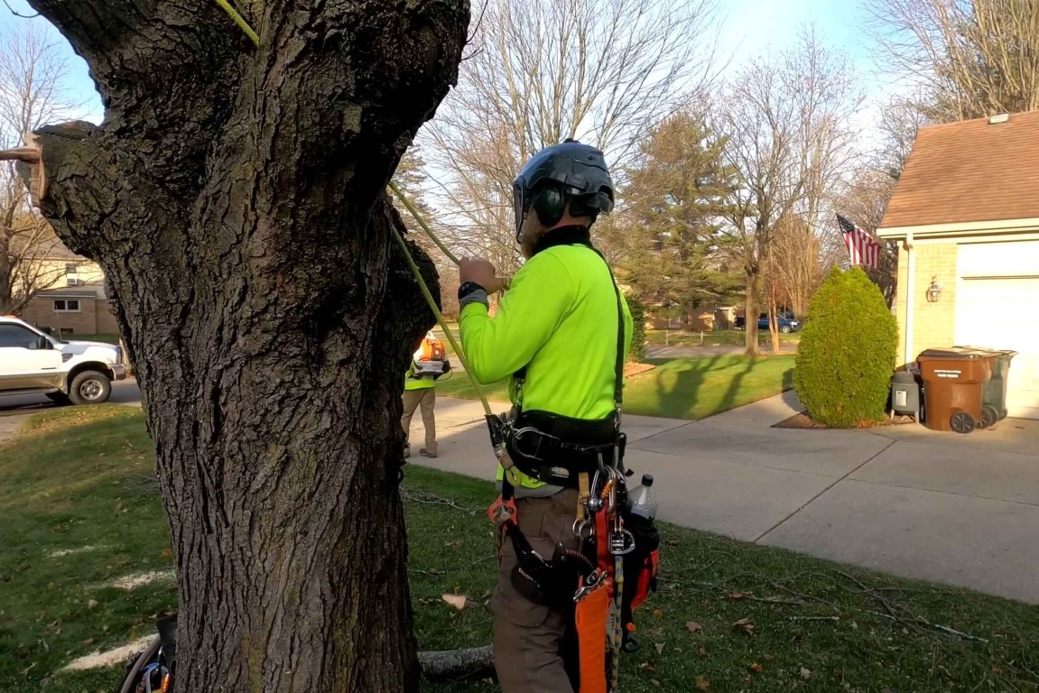 Tree Trimming & Pruning service in Glendale, CA